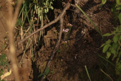 Fleischmannia pycnocephala