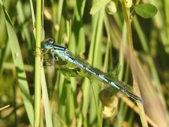 Erythromma lindenii