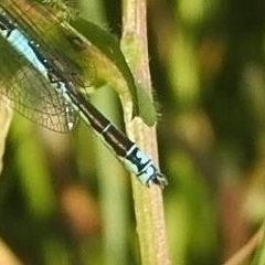 Erythromma lindenii