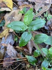 Tradescantia fluminensis