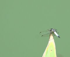 Aethriamanta gracilis