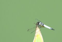 Aethriamanta gracilis