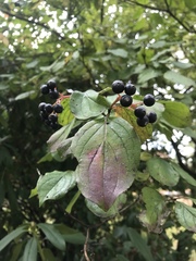 Cornus sanguinea