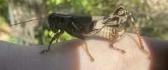 Melanoplus ponderosus