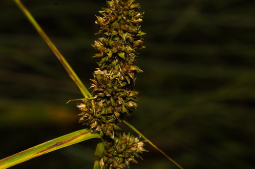 Carex feddeana (Carex feddeana)