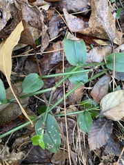 Tradescantia fluminensis