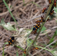 Oncopeltus famelicus