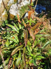 Digitalis parviflora