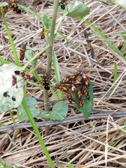 Oncopeltus famelicus