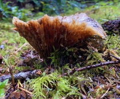 Turbinellus kauffmanii