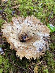 Turbinellus kauffmanii