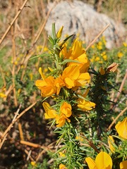 Ulex gallii