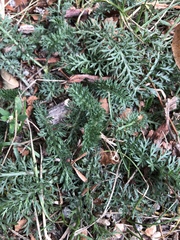 Achillea millefolium