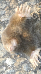 Talpa occidentalis