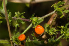 Galium hypocarpium