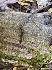 Desmognathus fuscus