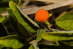 Solanum pseudocapsicum