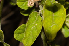 Solanum pseudocapsicum