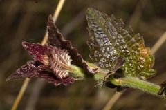 Baccharis anomala