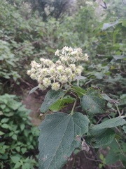 Montanoa