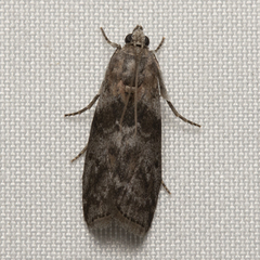 Sciota subcaesiella