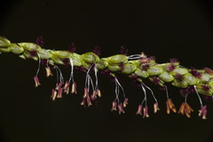 Urochloa