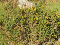 Ulex gallii