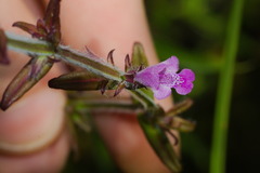 Agalinis communis