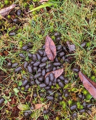 Odocoileus virginianus
