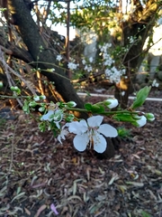 Prunus cerasifera