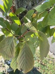 Prunus