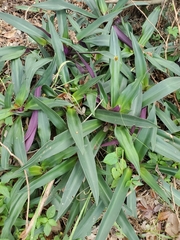 Tradescantia spathacea
