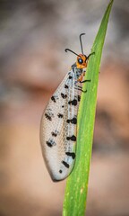 Myrmeleon erythrocephalus