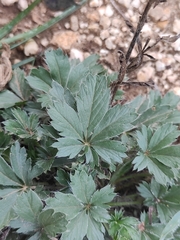 Potentilla hirta