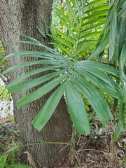 Tracheophyta