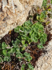 Teucrium pyrenaicum