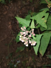 Ageratina deltoidea