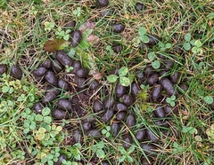 Odocoileus virginianus