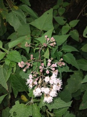 Ageratina deltoidea
