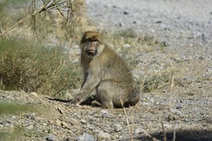 Macaca sylvanus