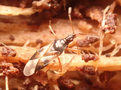 Anthocoris nemorum