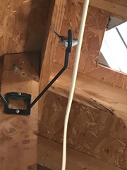 Thryothorus ludovicianus