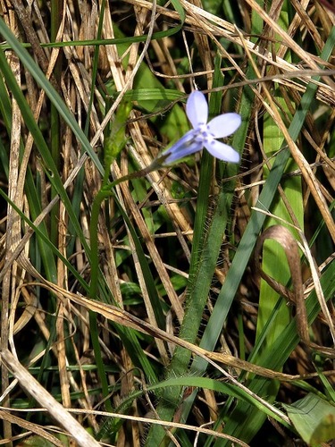 Lobelia flaccida image