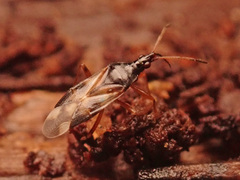 Anthocoris nemorum