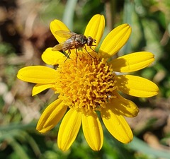 Siphona geniculata