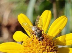 Siphona geniculata