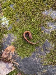 Plethodon dorsalis