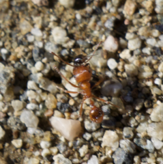 Pogonomyrmex californicus