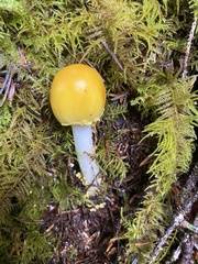 Amanita augusta