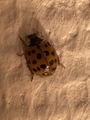 Harmonia axyridis